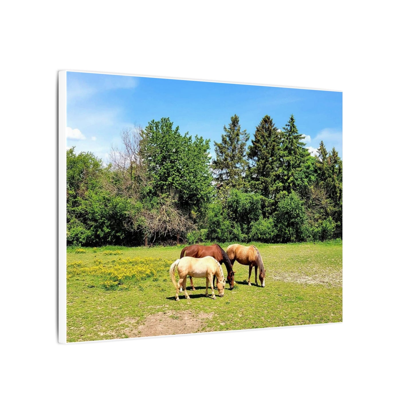 Framed Horse Canvas Art - Cherry Blossom Print
