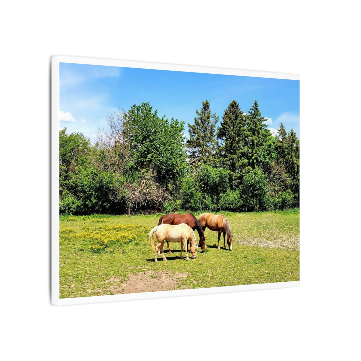 Framed Horse Canvas Art - Cherry Blossom Print