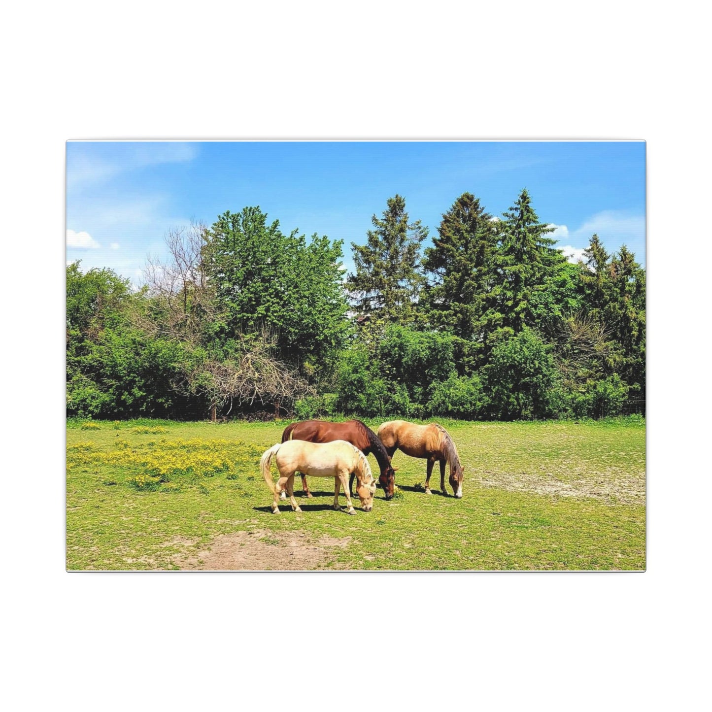 Framed Horse Canvas Art - Cherry Blossom Print