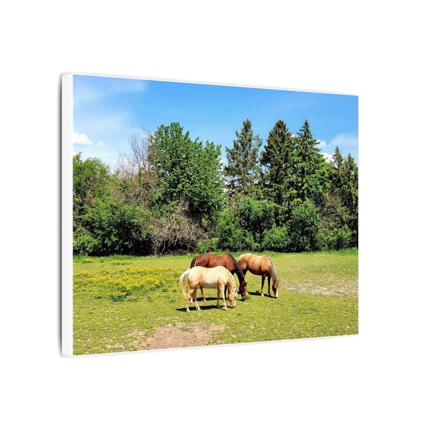 Framed Horse Canvas Art - Cherry Blossom Print